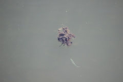 Atherinops affinis