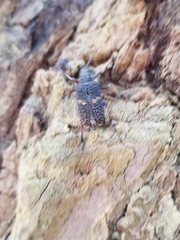 Sachalinobia rugipennis