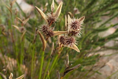 Hypodiscus aristatus