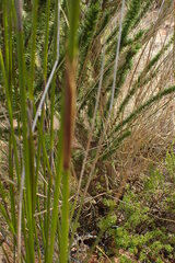 Hypodiscus aristatus