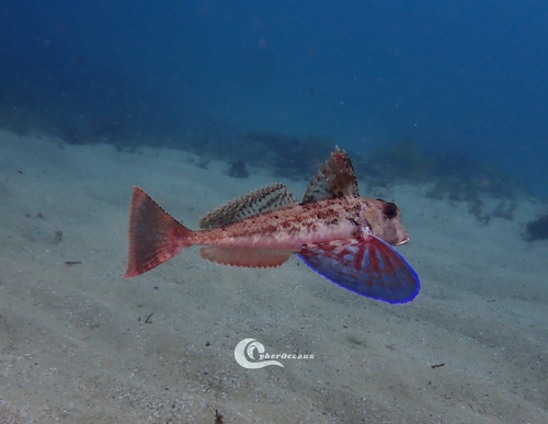 African gurnard (Chelidonichthys lastoviza) — Triglidae — 4