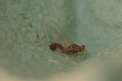 Serratella ignita