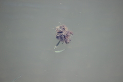 Atherinops affinis