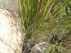 Hypodiscus aristatus