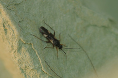 Dryophilocoris flavoquadrimaculatus