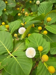 Neonauclea reticulata