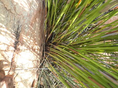 Hypodiscus aristatus