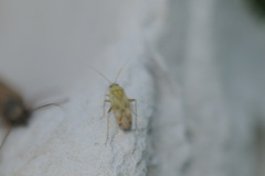 Megalocoleus molliculus