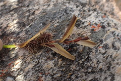 Hypodiscus aristatus