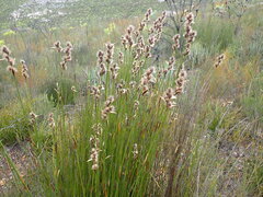 Hypodiscus aristatus