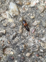 Tachinus marginatus