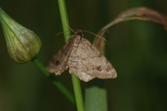 Macaria signaria