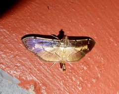 Bacotoma violata