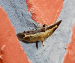 Bacotoma violata
