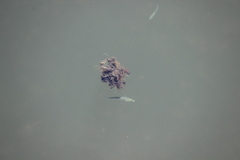 Atherinops affinis