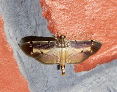 Bacotoma violata