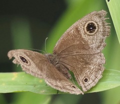 Ypthima pandocus