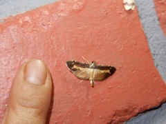 Bacotoma violata