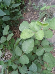 Rubus ellipticus
