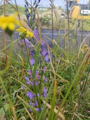 Campanula rapunculus