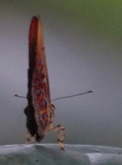 Abisarina