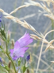 Campanula rapunculus