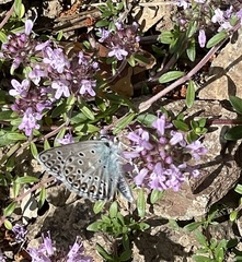 Polyommatus escheri