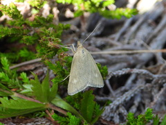 Udea alpinalis