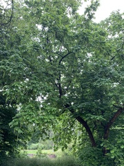 Pterocarya