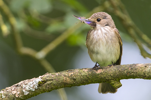 Spotted Flycatcher, 8421 Oldeberkoop, Nederland, photo 8 of 10
