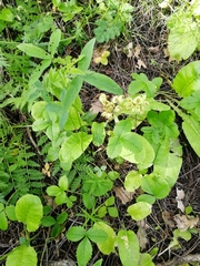 Primula veris macrocalyx