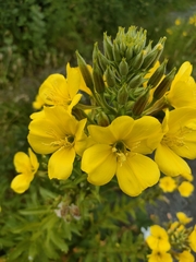 Oenothera