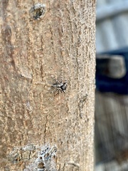 Menemerus bivittatus