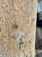 Menemerus bivittatus