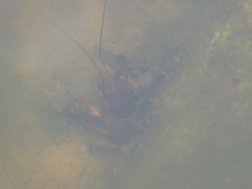Noble Crayfish