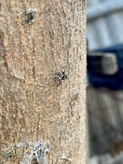 Menemerus bivittatus