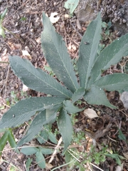Arisaema heterophyllum