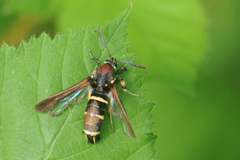 Paranthrene tabaniformis