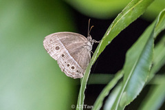 Mycalesis perseoides