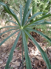 Arisaema consanguineum