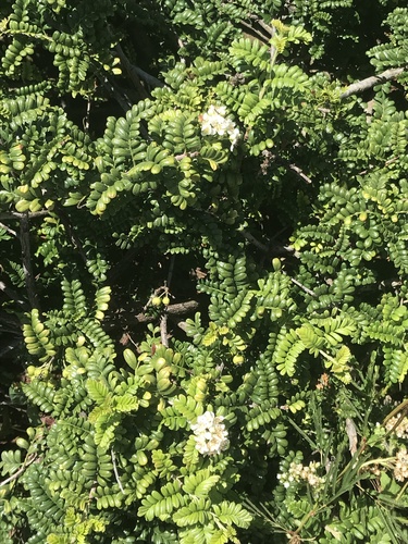 Osteomeles anthyllidifolia iNat (1)