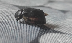 Aplidia transversa transversa