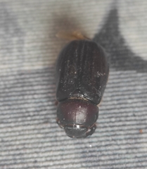 Aplidia transversa transversa