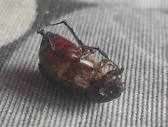 Aplidia transversa transversa