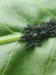 Aphis acetosae