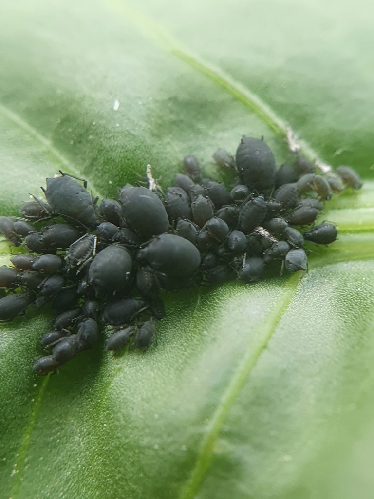 Aphis acetosae