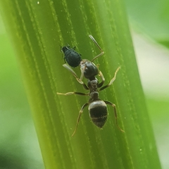 Aphis acetosae
