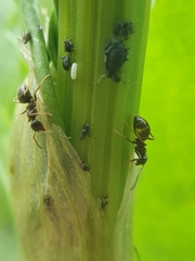 Aphis acetosae