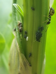 Aphis acetosae
