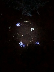 Ceuthophilus hesperus